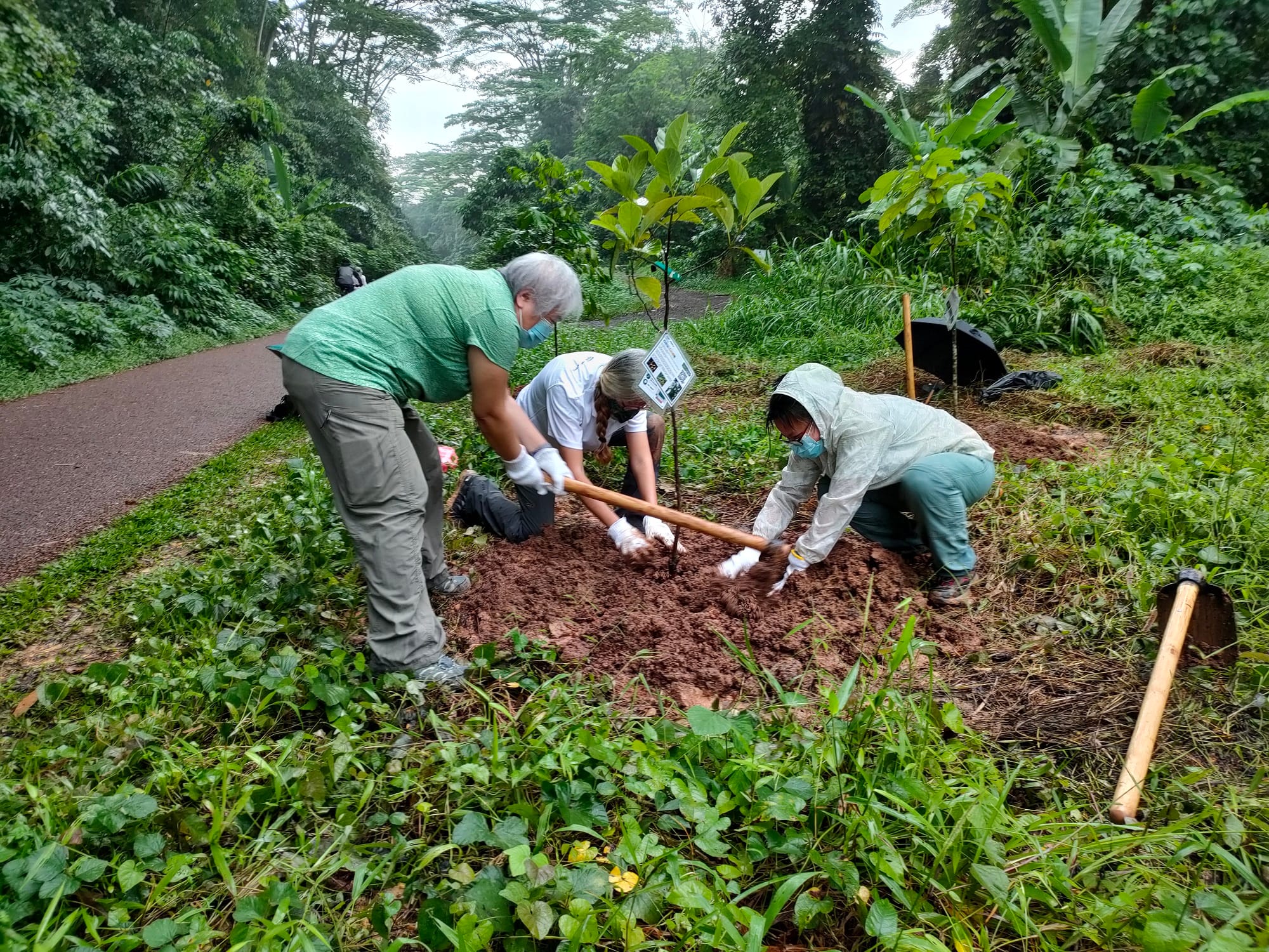 Three people in a green, forested area are digging soil with hoes and wearing gloves.